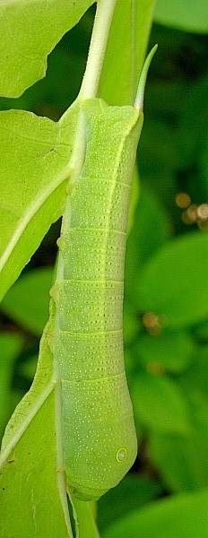 Fourth-instar larva of Hippotion velox on Pisonia umbellifera, Bangkok, Thailand. Photo: © Tony Pittaway