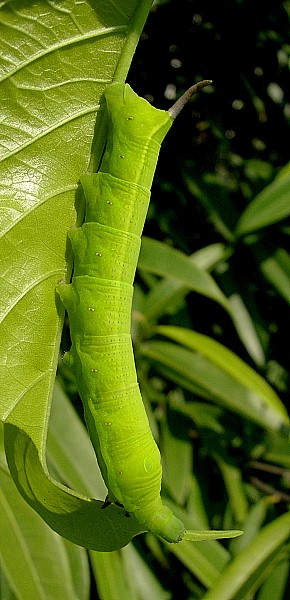 Final instar green form larva of Hippotion velox on Pisonia umbellifera, Bangkok, Thailand. Photo: © Tony Pittaway