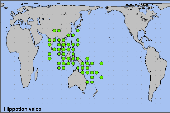 Global distribution of Hippotion velox. Map: © NHMUK.