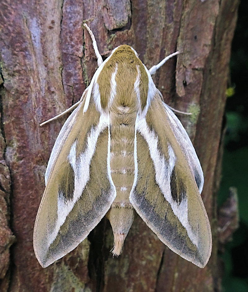 Female Hyles zygophylli, Almaty area, Kazakhstan, bred 2022, leg. Serge Yevdoshenko. Photo: © Tony Pittaway.