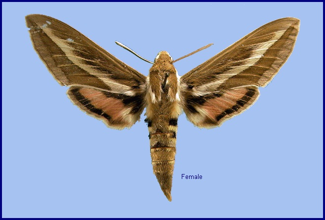 Female Hyles zygophylli. Photo: © NHMUK