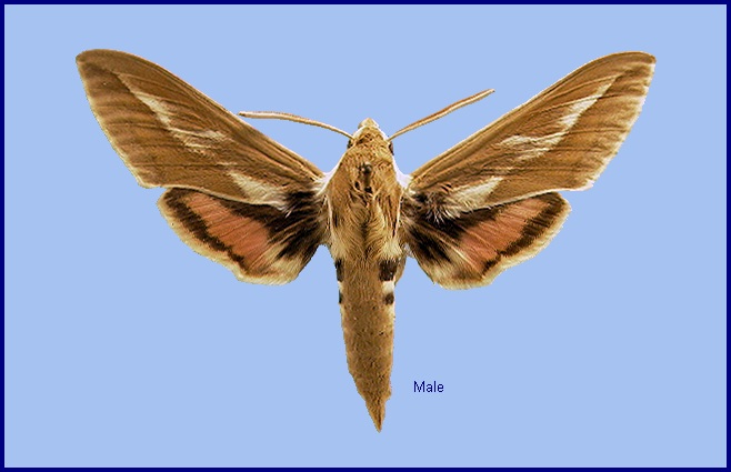 Male Hyles zygophylli. Photo: © NHMUK