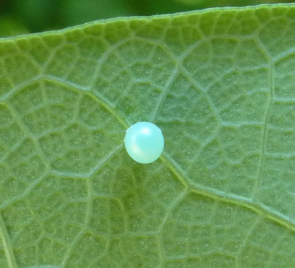 Egg of Hyles zygophylli, Almaty area, Kazakhstan, bred 2022, leg. Serge Yevdoshenko. Photo: © Tony Pittaway.