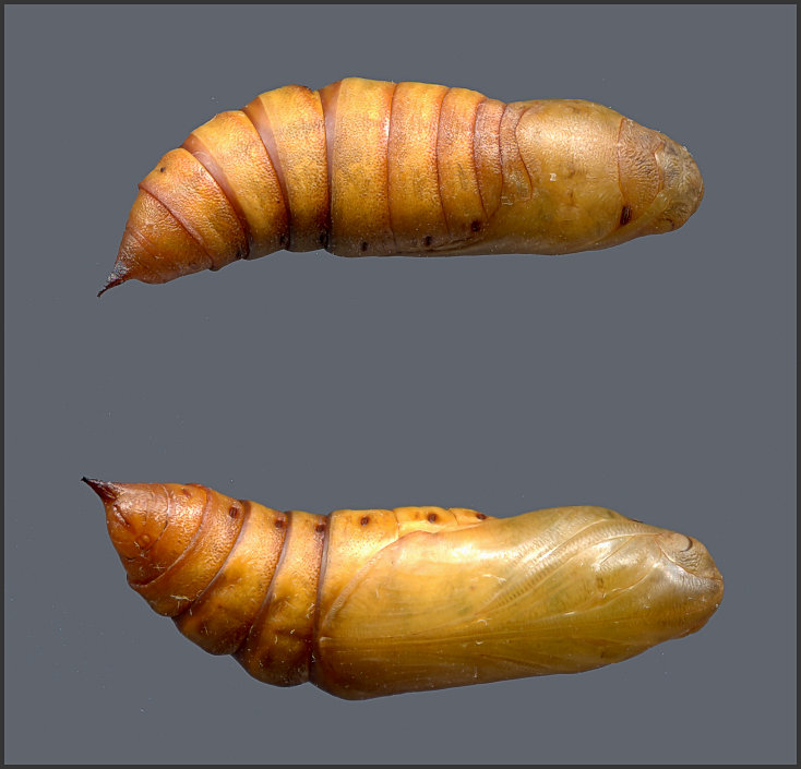 Pupa of Hyles zygophylli, Almaty area, Kazakhstan, bred 2022, leg. Serge Yevdoshenko. Photo: © Tony Pittaway.