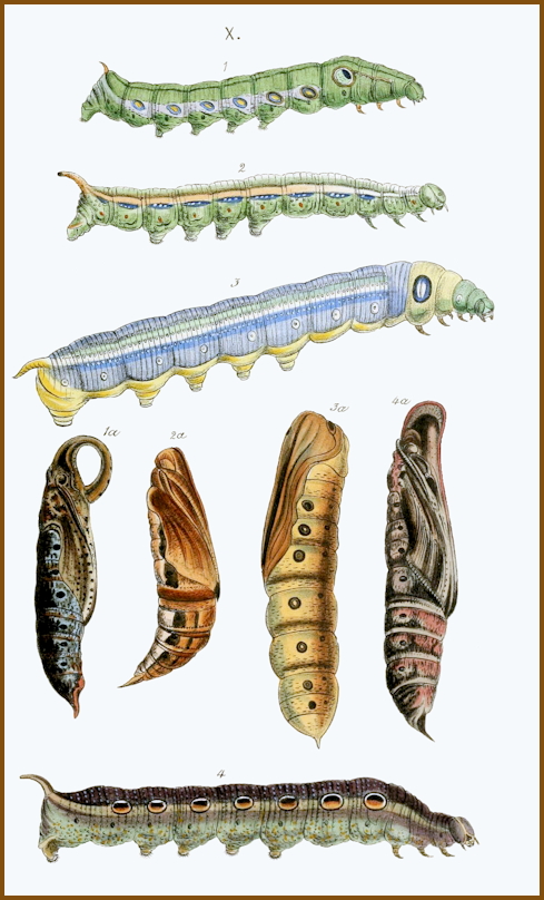 A plate from Horsfield & Moore (1857) with Daphnis hypothous crameri (No. 2).