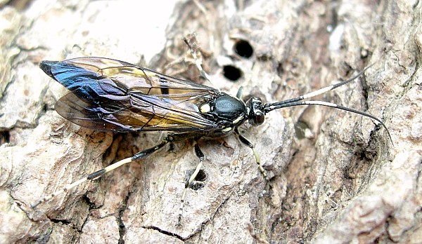 Ichneumonid wasp (?Coelichneumon sp.) reared from a pupa, Beijing, China. Photo: © Tony Pittaway