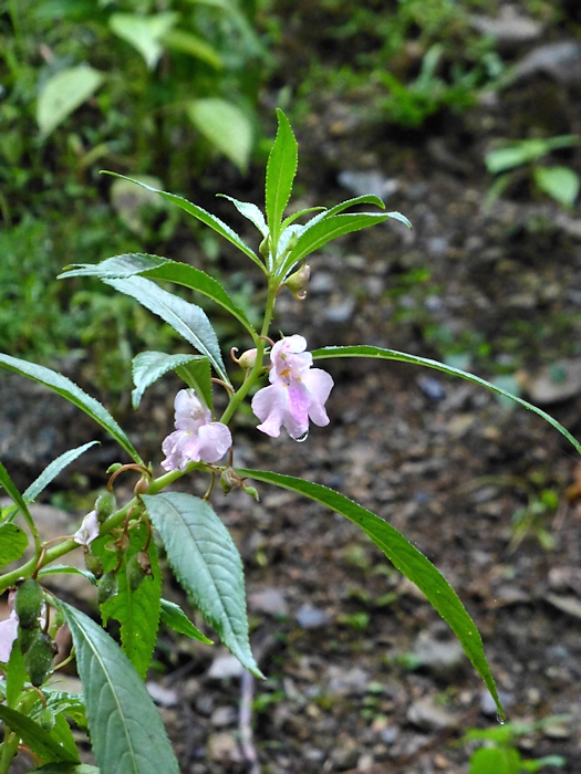 Main host (Impatiens balsamina) of Deilephila elpenor elpenor in gardens at Founding Zen Monastery, Houshanmen, West Tianmu Shan/Xitianmu Shan (near Lin'an), Zhejiang, China, September 2016. Photo: © Tony Pittaway.