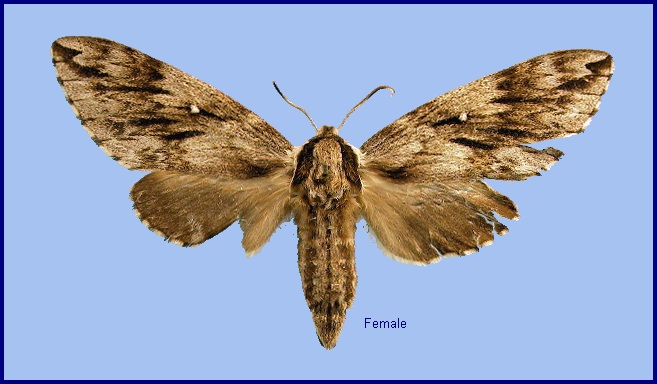 Female Kentrochrysalis consimilis. Photo: © NHMUK