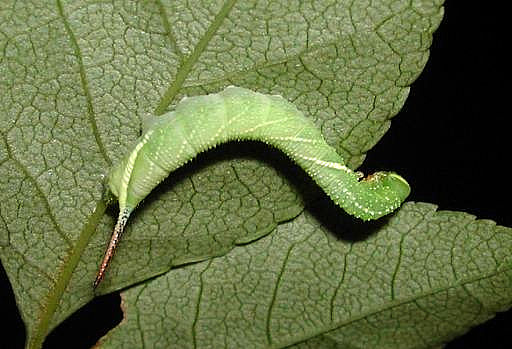 Third instar larva of Kentrochrysalis consimilis, Japan. Photo: © M. Yokota.