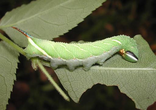 Final instar larva of Kentrochrysalis consimilis, Japan. Photo: © M. Yokota.