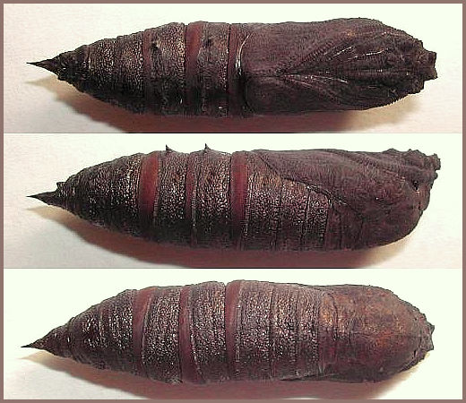 Pupa of Kentrochrysalis consimilis, Japan. Photo: © M. Yokota.