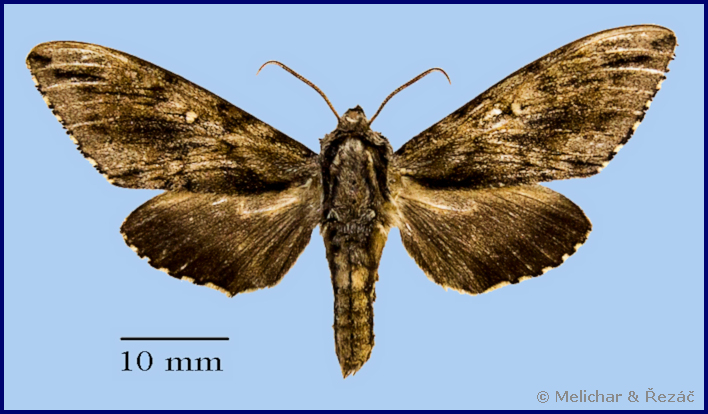 Male Kentrochrysalis havelki, south of Baoji, Qinling Mountains, Shaanxi Province, China, 31.v.2009. HOLOTYPE. Photo: © Melichar & Řezáč