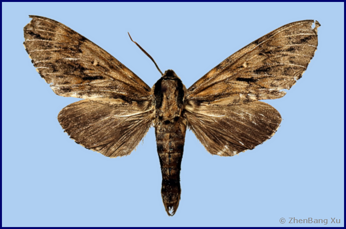 Male Kentrochrysalis havelki, Baihua Shan, Mentougou District, Beijing, China, 700m, 17.vii.2023. Photo: © ZhenBang Xu.