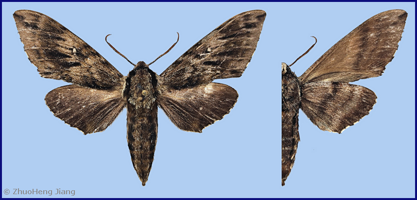 Male Kentrochrysalis havelki, Shennongjia National Nature Reserve, Hubei, China. Photo: © Zhuo-Heng Jiang.