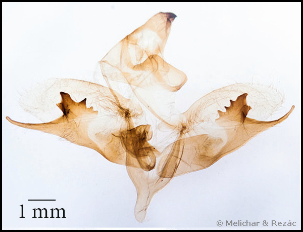 Male genitalia of Kentrochrysalis havelki, south of Baoji, Qinling Mountains, Shaanxi Province, China, 31.v.2009. HOLOTYPE. Photo: © Melichar & Řezáč