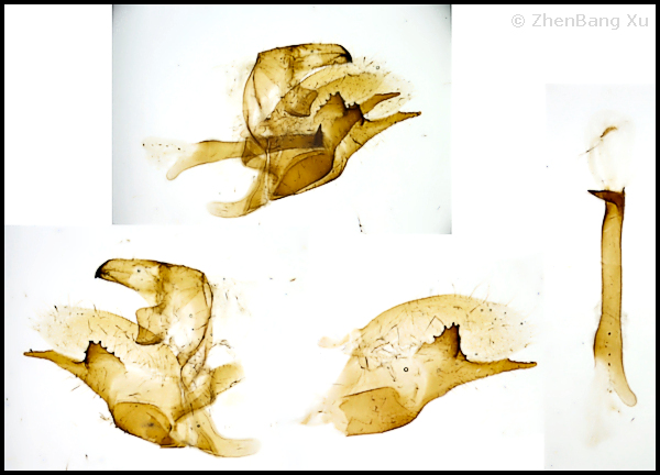 Male genitalia of Kentrochrysalis havelki, Baihua Shan, Mentougou District, Beijing, China, 700m, 17.vii.2023. Photo: © ZhenBang Xu.