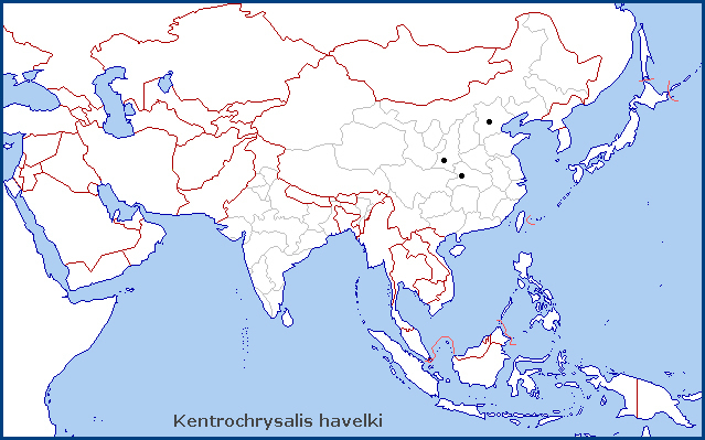 Global distribution of Kentrochrysalis havelki. Map: © Tony Pittaway.