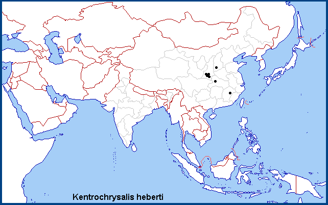 Global distribution of Kentrochrysalis heberti. Map: © Tony Pittaway.