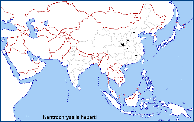 Global distribution of Kentrochrysalis heberti. Map: © Tony Pittaway.