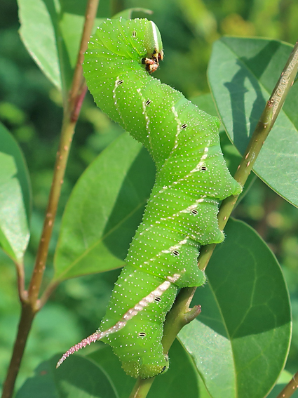 Fifth-instar larva of Kentrochrysalis sieversi reared from an egg, Dandong, Liaoning, China, 2019. Photo: © Vyacheslav Ivonin & Yanina Ivonina