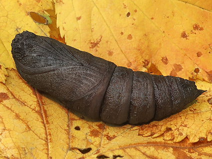 Pupa of Kentrochrysalis sieversi reared from an egg, Dandong, Liaoning, China, 2019. Photo: © Vyacheslav Ivonin & Yanina Ivonina