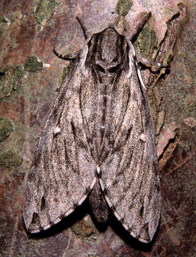 Resting female Kentrochrysalis streckeri, Lake Chanka, Russian Far East. Photo: © Tony Pittaway