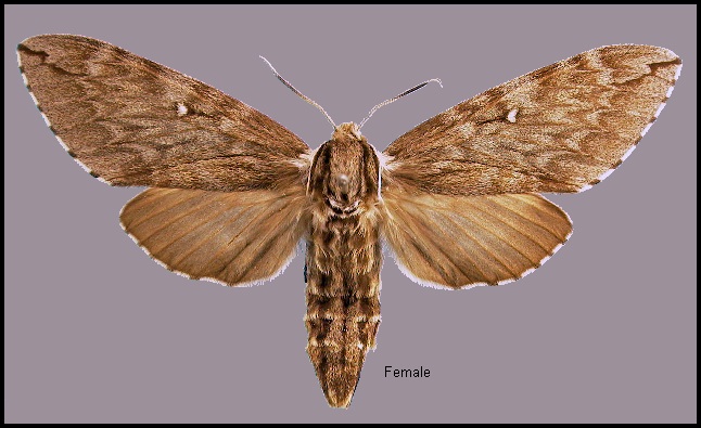 Female Kentrochrysalis streckeri. Photo: © NHMUK
