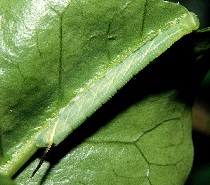 Second instar larva of Kentrochrysalis streckeri, Lake Chanka, Russian Far East. Photo: © Tony Pittaway