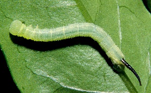 Second instar larva of Kentrochrysalis streckeri, Lake Chanka, Russian Far East. Photo: © Tony Pittaway