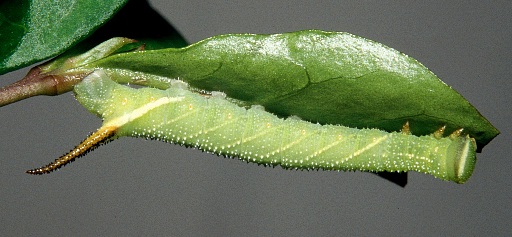 Third instar larva of Kentrochrysalis streckeri (dark form), Lake Chanka, Russian Far East. Photo: © Tony Pittaway