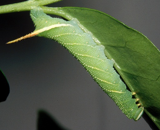 Third instar larva of Kentrochrysalis streckeri (light form), Lake Chanka, Russian Far East. Photo: © Tony Pittaway