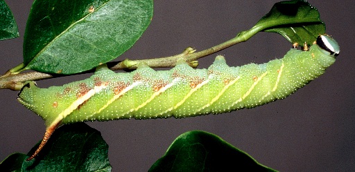 Fourth and final instar larva of Kentrochrysalis streckeri (marked form), Lake Chanka, Russian Far East. Photo: © Tony Pittaway