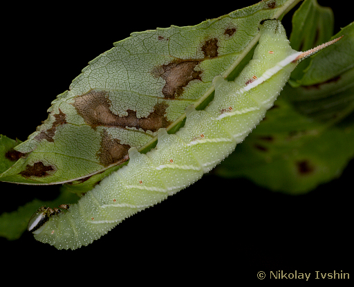 Final instar larva of Kentrochrysalis streckeri (plain form), Andreevka, Primorskiy Krai, Russian Far East, August 2020. Photo: © Nikolay Ivshin.
