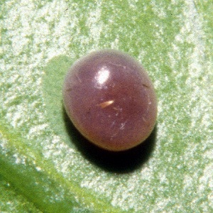 Egg of Kentrochrysalis streckeri, Lake Chanka, Russian Far East. Photo: © Tony Pittaway