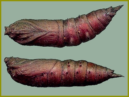 Pupa of Kentrochrysalis streckeri, Lake Chanka, Russian Far East. Photo: © Tony Pittaway