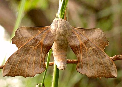 Male Laothoe amurensis amurensis, Transbaikalia, Russia. Photo: © Oleg Korsun