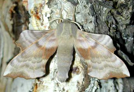 Male Laothoe amurensis amurensis, Transbaikalia, Russia. Photo: © Oleg Korsun