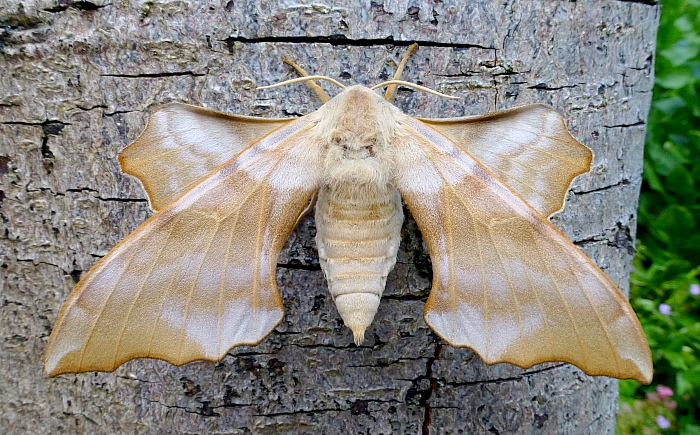 Female Laothoe amurensis amurensis, Siberia, Russia. Photo: © Tony Pittaway.