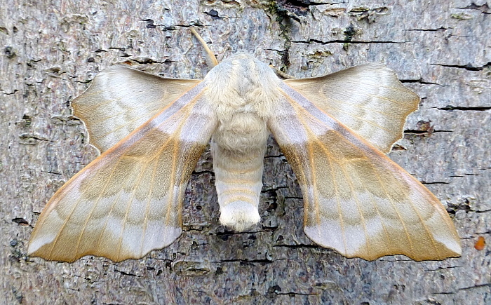 Male Laothoe amurensis amurensis, Siberia, Russia. Photo: © Tony Pittaway.