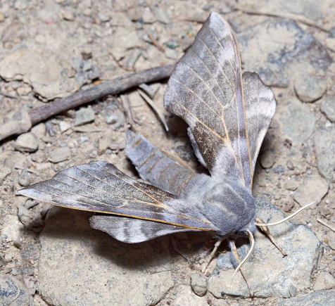 Male Laothoe amurensis amurensis, Livadia, near Anisimovka, Primorskiy Krai, Russian Far East, 16.07.2014. Photo: © Evgenij Komarov.