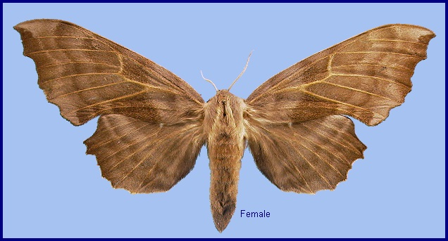 Female Laothoe amurensis amurensis. Photo: © NHMUK