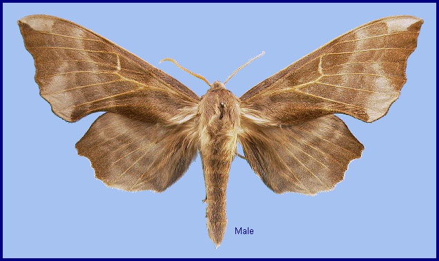 Male Laothoe amurensis amurensis. Photo: © NHMUK