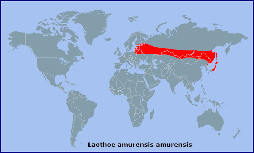 Global distribution of Laothoe amurensis amurensis. Map: © NHMUK.