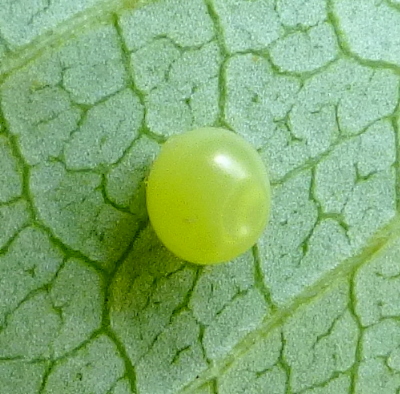 Egg of Laothoe amurensis amurensis, Omsk, Siberia, Russia. Photo: © Tony Pittaway.