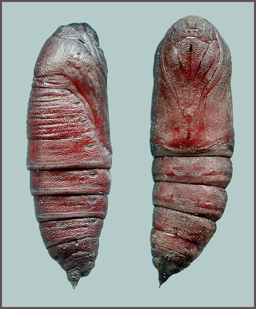 Pupa of Laothoe amurensis amurensis, Siberia, Russia. Photo: © Tony Pittaway.