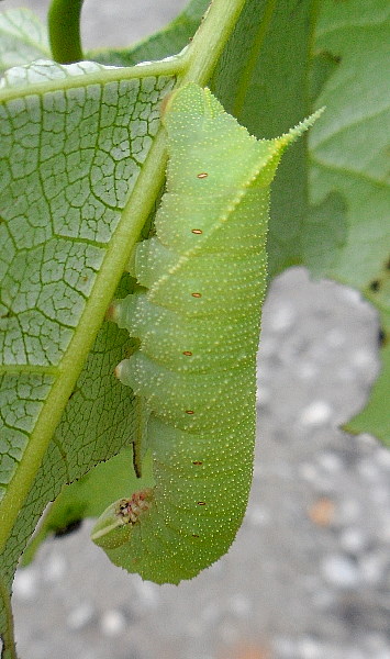 Full-grown green form larva of Laothoe amurensis, near Kalinovka, Primorskiy Krai, Russian Far East, 16.vii.2011. Photo: © Anton Kozlov.