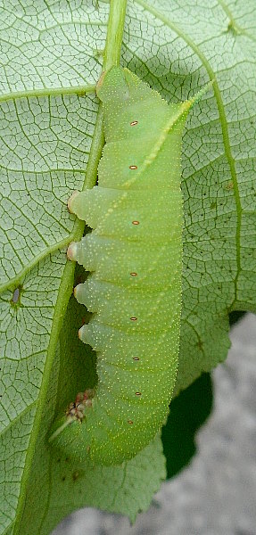 Full-grown green form larva of Laothoe amurensis, near Kalinovka, Primorskiy Krai, Russian Far East, 16.vii.2011. Photo: © Anton Kozlov.