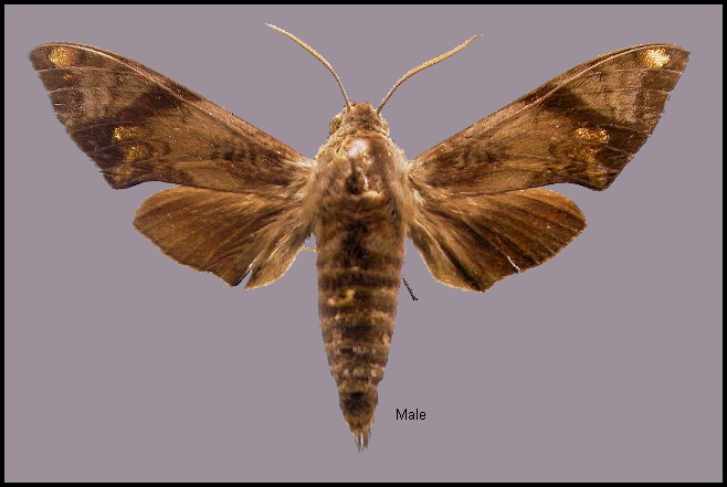 Male Dahira obliquifascia baibarana, Taiwan. Photo: © NHMUK