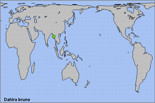 Global distribution of Dahira bruno. Map: © NHMUK.