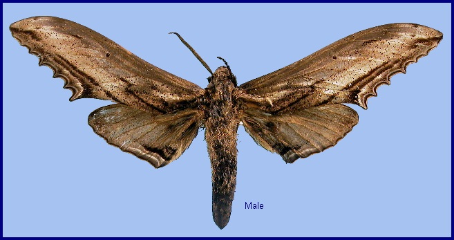 Sphingidae of the Eastern Palaearctic - Langia zenzeroides formosana